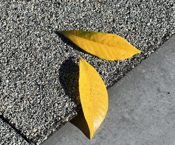 Copy of Leafree banner